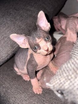 Kanadský Sphynx koťata