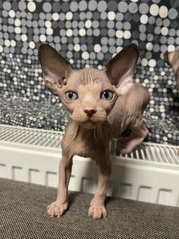 Kanadský Sphynx koťata