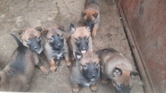 šteniatka kríženec nemecko-belgický ovčiak (cross)