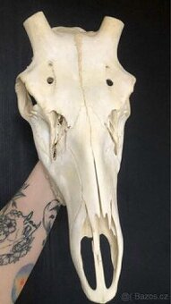 Jelen, lebka, dekorace, jelení lebka, trofej