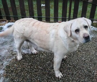 Labrador s PP, hodná dospělá fenka