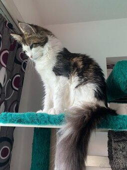 mainská mývalí s PP - kocourek 4 měsíce