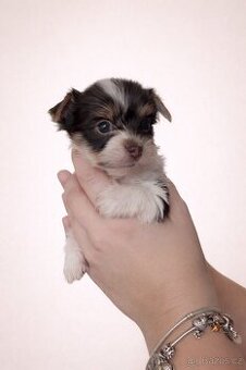 Jorkšírsky teriér s PP Fenky Choco dark a pejsek Biro