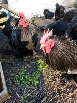 Zakrslá kočinka černá