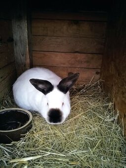 králík kalifornský