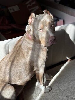 American bully xl lilac tricolor