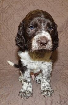 Německý křepelák