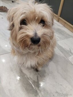 Yorkshire teriér Ben