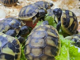 Suchozemské želvy, terária a rozvoz po ČR