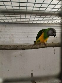 Samec..Papoušek senegalský - 1