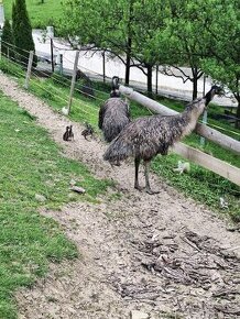 Mláďatá pštros Emu hnedý