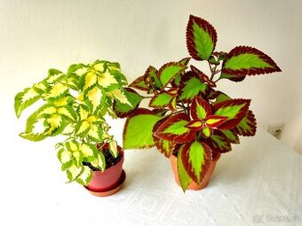 Africké kopřivy - 1