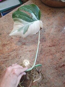 Monstera albo variegata