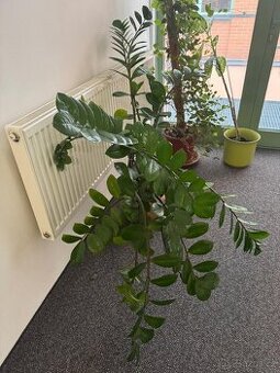 VZROSTLÝ Zamiokulkas (ZZ Plant) větší