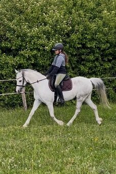 Prodám klisnu Welsh pony
