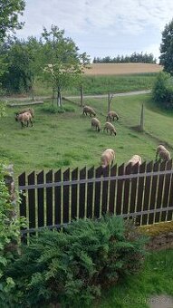 Ovce Suffolk - 1