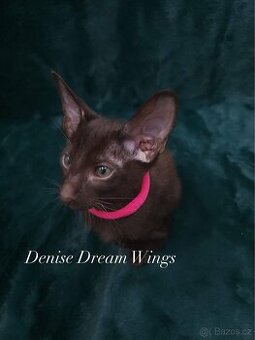 Orientální kočka s PP Denise Dream Wings