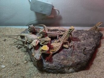 Agama vousatá České Budějovice