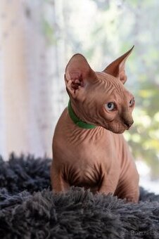 Kanadský sphynx kocourek