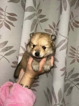 Pomerian,Pomeranian,Pomík -Mini BOO