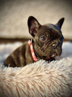 Francouzský buldoček