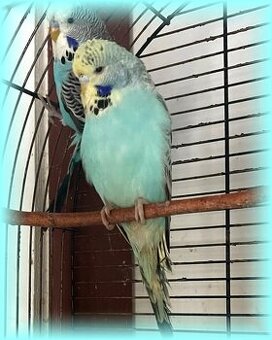 Mladé andulky - andulka vlnkovaná 6-8/2025