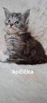 Mainská mývalí bez PP - 1