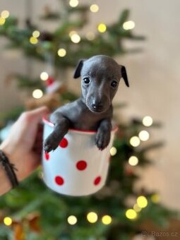 Italský chrtík - štěňatka s PP