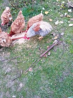 Prodám 6 měsíční kohoutky