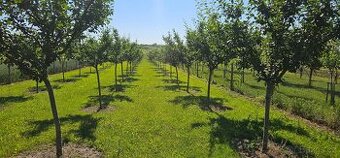 Švestkový sad 1842m (15,65x122,6)