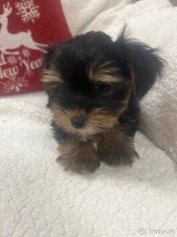 Jorksirsky terier biwier