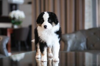 Miniaturní americký ovčák