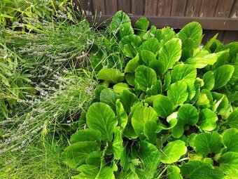 Bergénie - rostliny