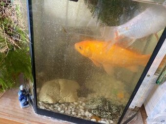 Daruji dva karásky do jezírka