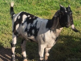 Anglonubijská koza