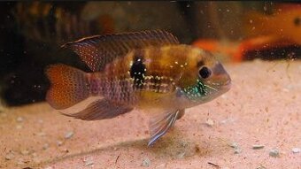 Andinoacara pulcher Rio Apure F3
