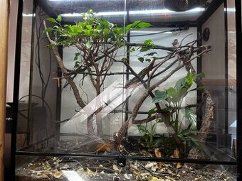 Terárium a vybavení pro chameleona a stromové plazy