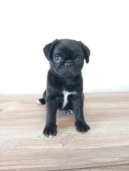 Mops