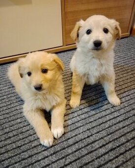 Zlatý retrívr/retriever