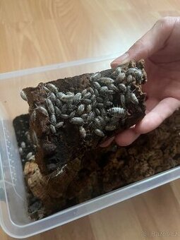 Isopodi Porcellio laevis – Dairy cow