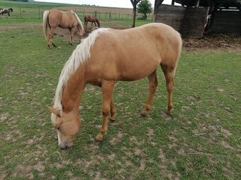 American Paint Horse