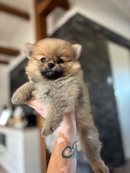 POMERANIAN
