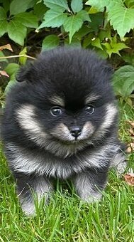 Štěňátka Pomeraniana s průkazem původu- holčičky