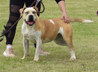 american bully - fena 16 měsíců,kastrovaná