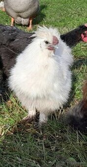 Kohout Hedvábnička velká vousatá