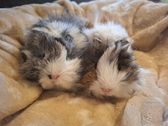 Morče - dvě krásné malé sestřičky