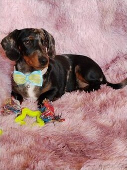 Jezevčík hladkosrstý trpasličí