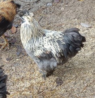 Kohout Hedvábnička silk