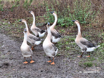 Husa labutí hnědě divoká