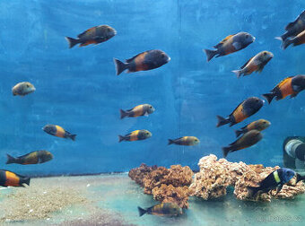 Prodám Tropheus sp. "Black" Bemba (Tropheus moorii Bemba)